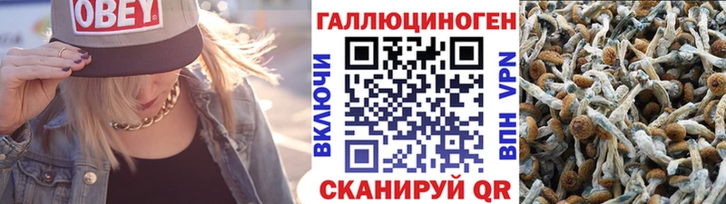Псилоцибиновые грибы мицелий  купить наркотик  KRAKEN как войти  Петропавловск-Камчатский 